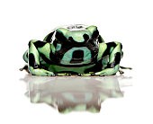Dendrobates auratus