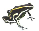 Dendrobates truncatus