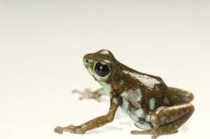 Oophaga arborea
