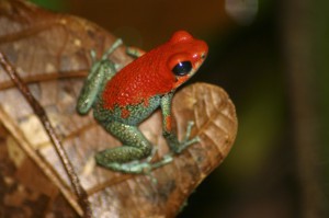 Oophaga granulifera
