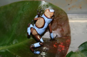 Oophaga histrionica