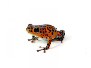 Oophaga pumilio