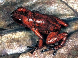 Oophaga speciosa