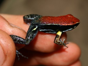 Allobates zaparo 
