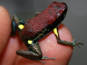 Ameerega bilinguis 
