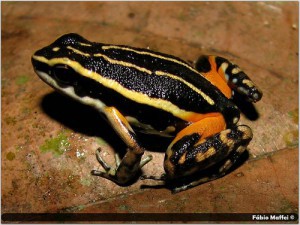 Ameerega braccata 