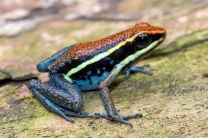 Ameerega cainarachi 