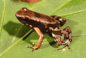 Ameerega erythromos