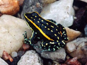 Ameerega flavopicta