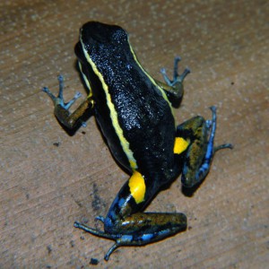 Ameerega hahneli 