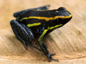 Hyloxalus azureiventris