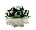 Dendrobates auratus