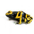 Dendrobates leucomelas