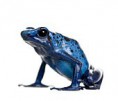 Dendrobates tinctorius