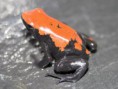 Adelphobates galactonotus