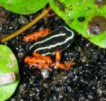 Adelphobates quinquevittatus