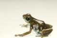 Oophaga arborea