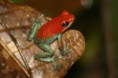 Oophaga granulifera