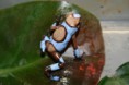 Oophaga histrionica