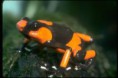 Oophaga lehmanni