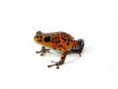 Oophaga pumilio