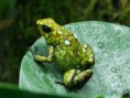 Oophaga sylvatica