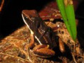 Allobates femoralis 