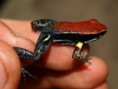 Allobates zaparo 