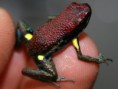 Ameerega bilinguis 
