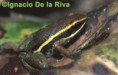 Ameerega boliviana