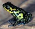 /album/fotogaleria-oophaga-vicentei/dvicentei007800-thomas-ostrowski-jpg/