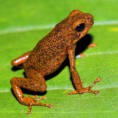 /album/fotogaleria-oophaga-vicentei/spezies03-005-800-to-jpg/
