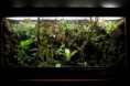 Rafovo terárium / dendroboard.com  