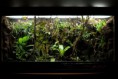 /album/rafovo-terarium1/a240911-jpg3/